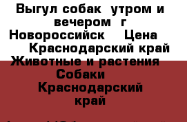 Выгул собак, утром и вечером. г.Новороссийск  › Цена ­ 50 - Краснодарский край Животные и растения » Собаки   . Краснодарский край